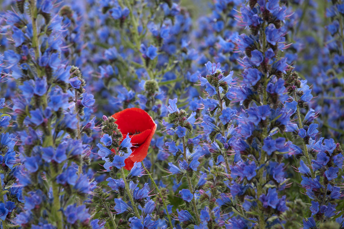 blåeld och vallmo