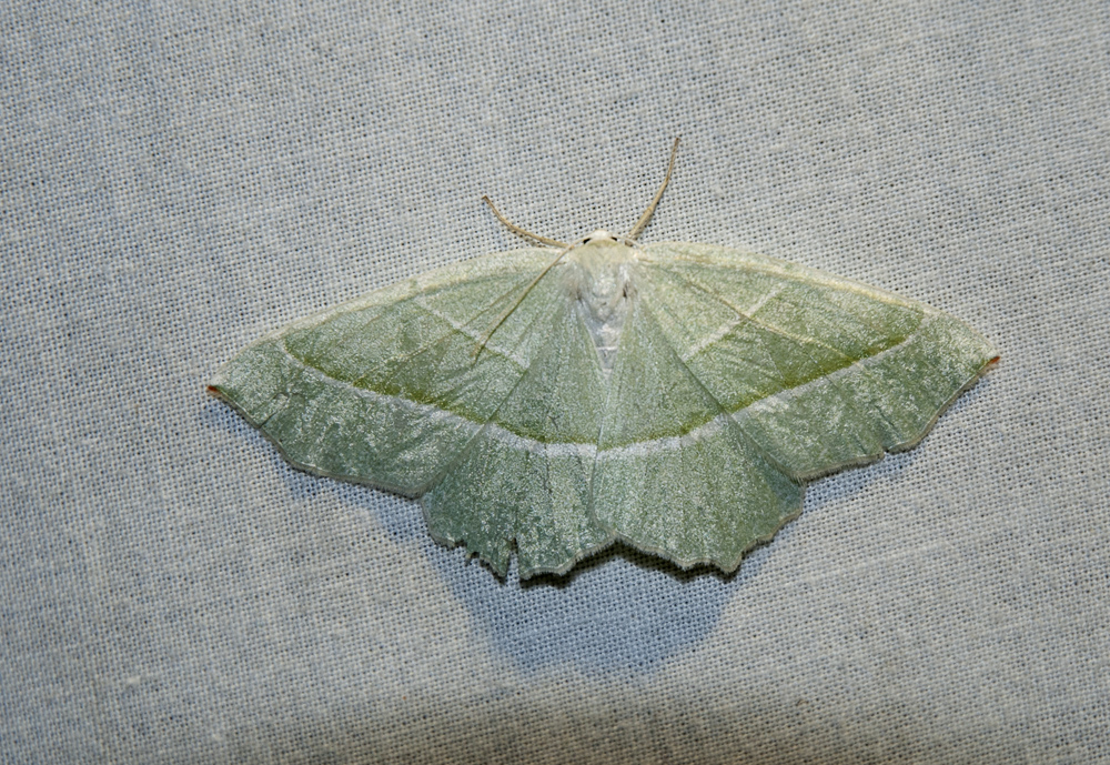 blekgrön halvmätare