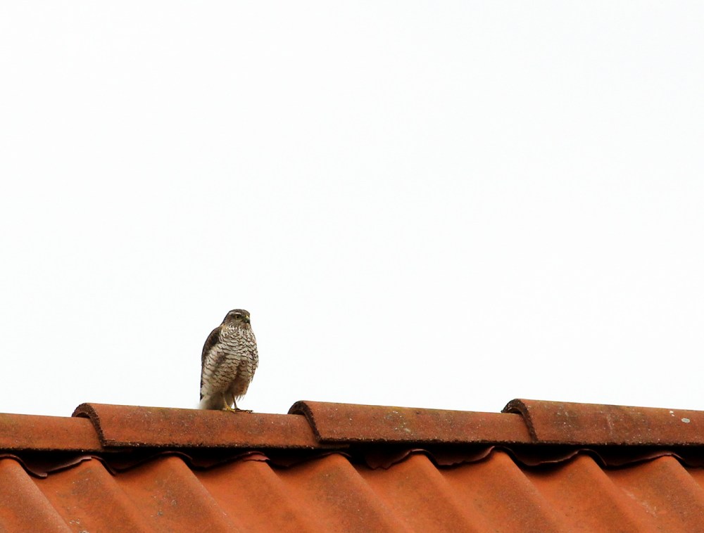 sparvhök2