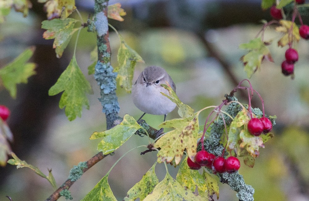 14525097_347984365552639_3088294844461928331_o