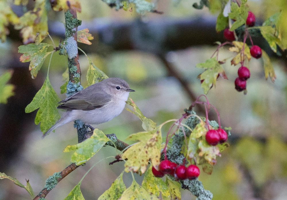 14567568_347984252219317_5135370465095015849_o