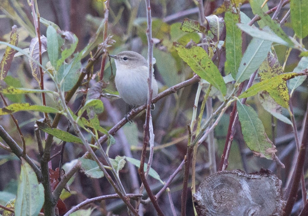 14615775_347544102263332_4748822440302323300_o