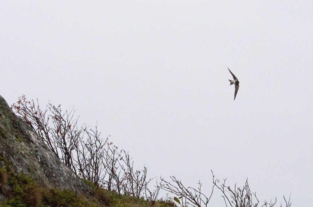 14633603_344569792560763_1840440532559231234_o