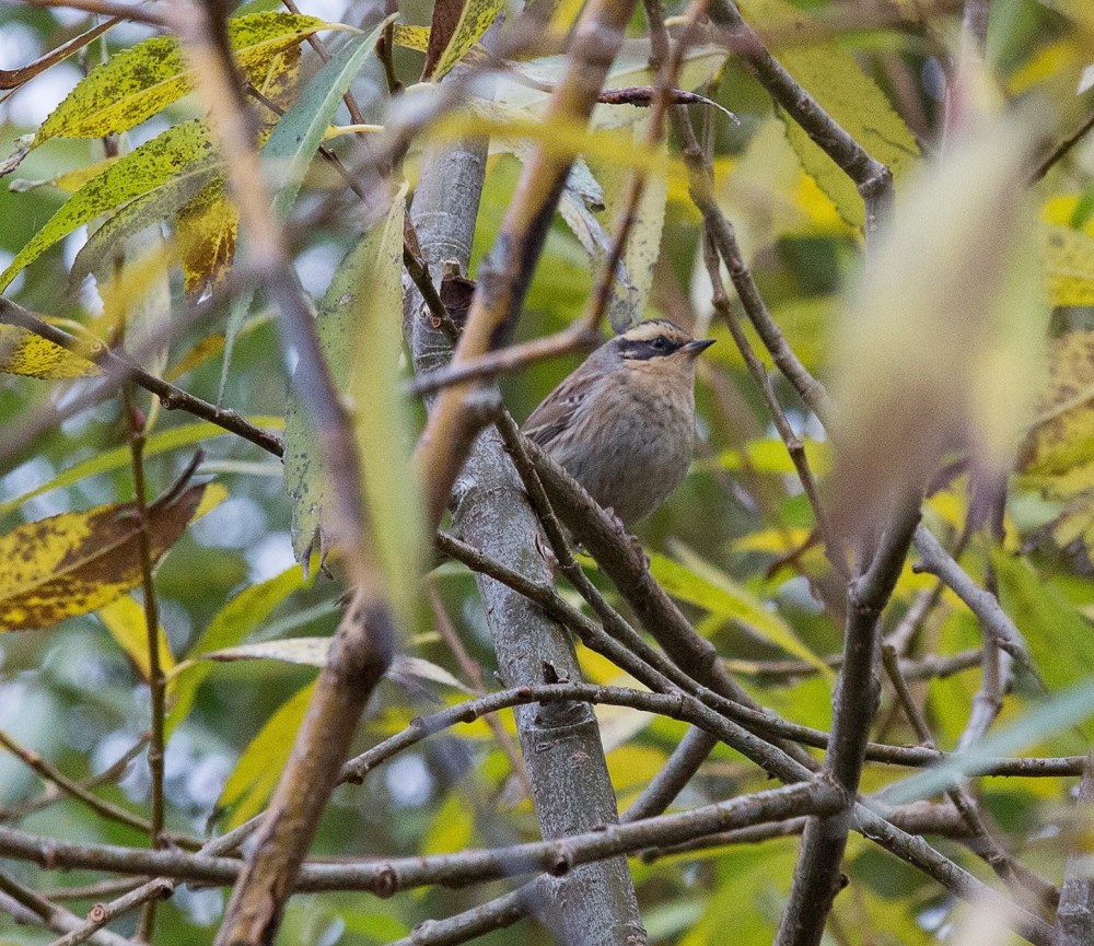 14691323_345696402448102_2398981330749686334_o