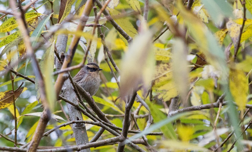 14691378_345696272448115_3115408683587593618_o