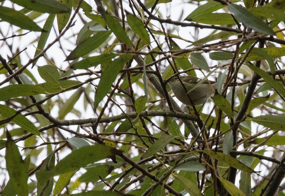 14692125_345697335781342_7445554936735954888_o