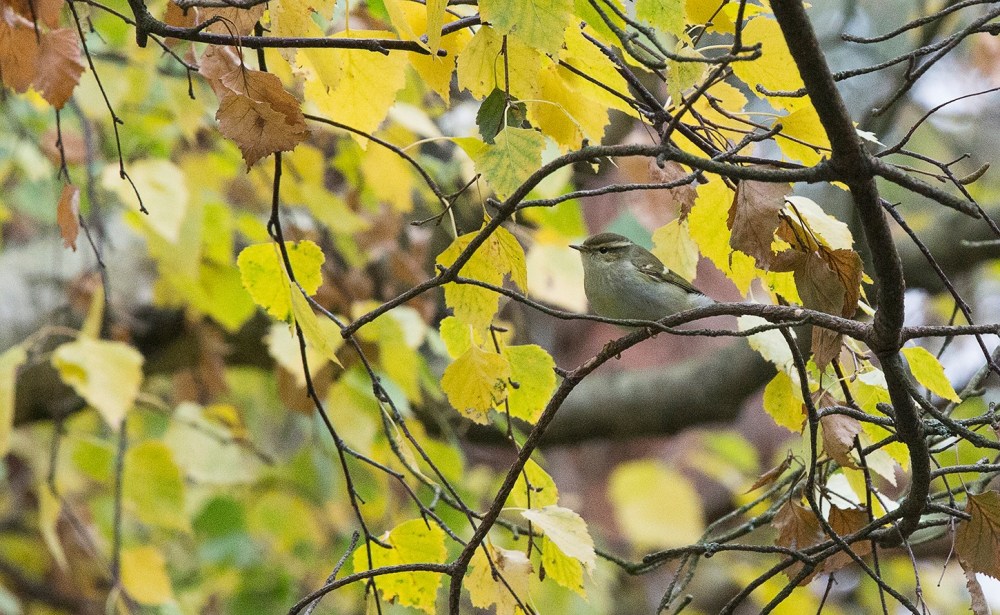 14706758_346245215726554_7486814713509282035_o