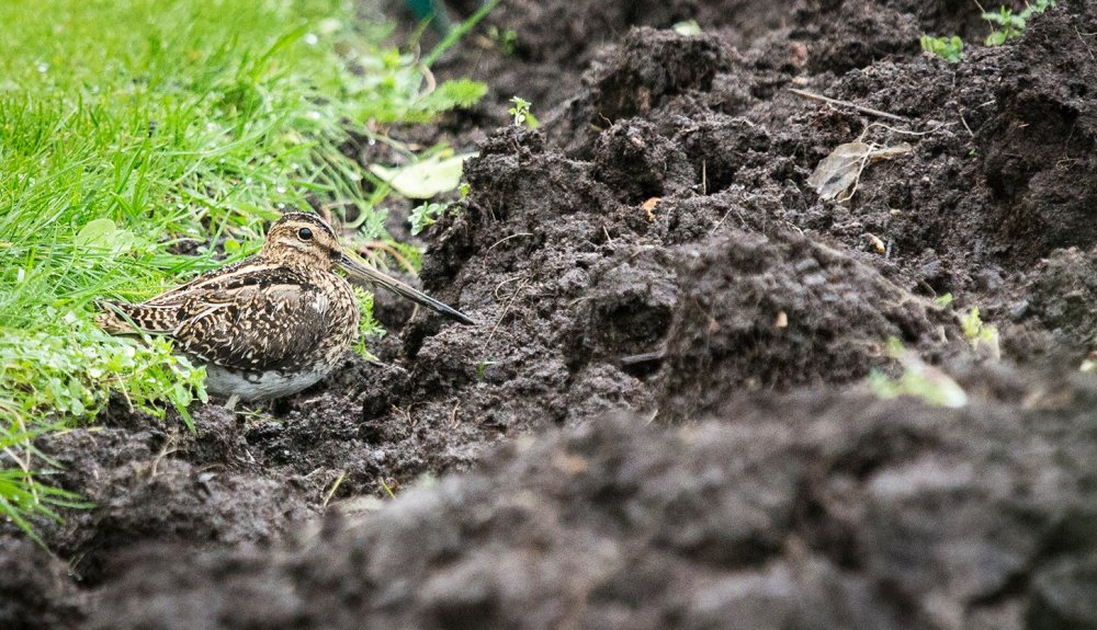 14711183_347543868930022_8970292976877069779_o