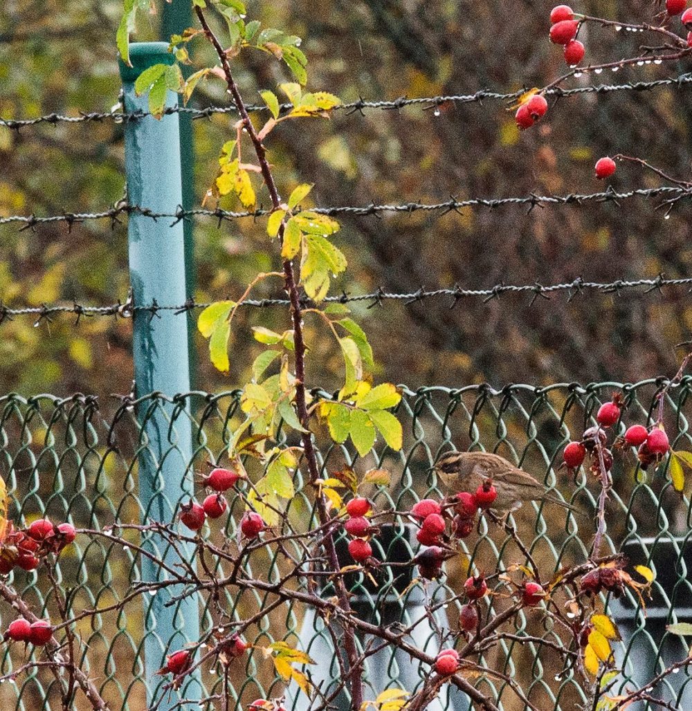 14712615_348166625534413_7797826107000669136_o