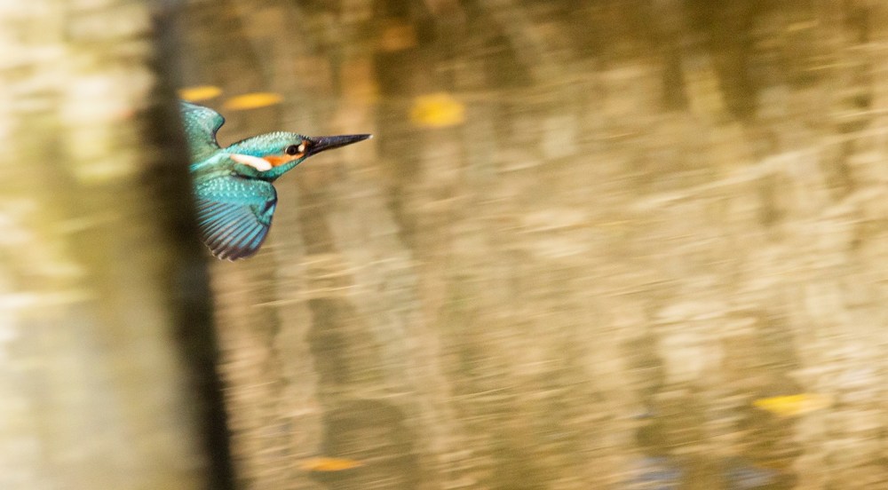 14856189_351896625161413_4868363363068476551_o